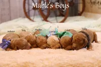 Troy, a male Goldendoodle for sale in Geneva, IN – Photo 8 of 10