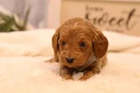 Troy, a male Goldendoodle for sale in Geneva, IN – Photo 2 of 10
