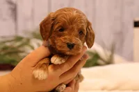 Troy, a male Goldendoodle for sale in Geneva, IN – Photo 1 of 10