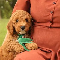 Thunder, a male Miniature Goldendoodle for sale in Geneva, IN – Photo 2 of 10