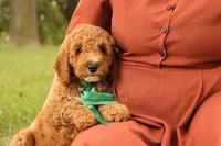 Thunder, a male Miniature Goldendoodle for sale in Geneva, IN – Photo 2 of 10