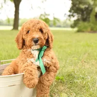 Thunder, a male Miniature Goldendoodle for sale in Geneva, IN – Photo 1 of 10