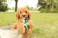 Thunder, a male Miniature Goldendoodle for sale in Geneva, IN – Photo 1 of 10