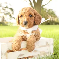 Thunder, a male Miniature Goldendoodle for sale in Geneva, IN – Photo 4 of 10