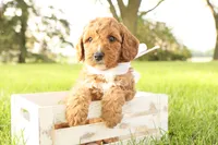 Thunder, a male Miniature Goldendoodle for sale in Geneva, IN – Photo 4 of 10