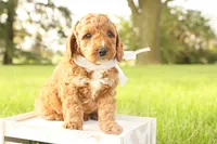 Thunder, a male Miniature Goldendoodle for sale in Geneva, IN – Photo 8 of 10