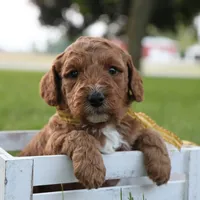 Thunder, a male Miniature Goldendoodle for sale in Geneva, IN – Photo 10 of 10