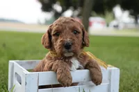 Thunder, a male Miniature Goldendoodle for sale in Geneva, IN – Photo 10 of 10