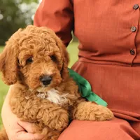 Thunder, a male Miniature Goldendoodle for sale in Geneva, IN – Photo 3 of 10