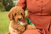 Thunder, a male Miniature Goldendoodle for sale in Geneva, IN – Photo 3 of 10