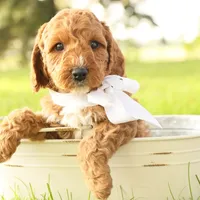 Thunder, a male Miniature Goldendoodle for sale in Geneva, IN – Photo 6 of 10