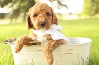 Thunder, a male Miniature Goldendoodle for sale in Geneva, IN – Photo 6 of 10