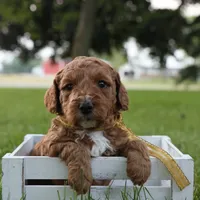 Thunder, a male Miniature Goldendoodle for sale in Geneva, IN – Photo 9 of 10