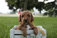 Thunder, a male Miniature Goldendoodle for sale in Geneva, IN – Photo 9 of 10
