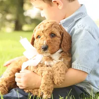 Thunder, a male Miniature Goldendoodle for sale in Geneva, IN – Photo 7 of 10