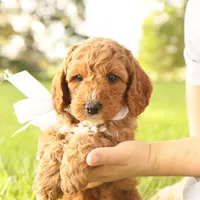 Thunder, a male Miniature Goldendoodle for sale in Geneva, IN – Photo 5 of 10