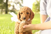 Thunder, a male Miniature Goldendoodle for sale in Geneva, IN – Photo 5 of 10