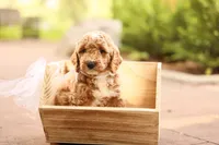 Barnaby, a male Miniature Goldendoodle for sale in Geneva, IN – 3 of 4