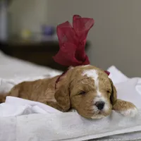 Twinkle, a female Goldendoodle for sale in Geneva, IN – Photo 1 of 4