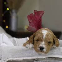 Twinkle, a female Goldendoodle for sale in Geneva, IN – Photo 4 of 4