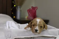 Twinkle, a female Goldendoodle for sale in Geneva, IN – Photo 4 of 4