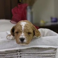 Twinkle, a female Goldendoodle for sale in Geneva, IN – Photo 3 of 4