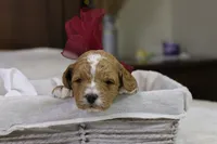 Twinkle, a female Goldendoodle for sale in Geneva, IN – Photo 3 of 4