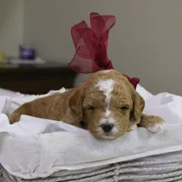 Twinkle, a female Goldendoodle for sale in Geneva, IN – Photo 2 of 4