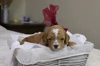 Twinkle, a female Goldendoodle for sale in Geneva, IN – Photo 2 of 4