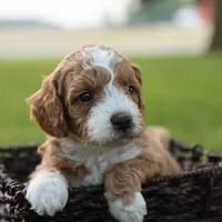 Kona, a male Miniature Goldendoodle for sale in Geneva, IN – Photo 4 of 4