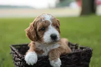 Kona, a male Miniature Goldendoodle for sale in Geneva, IN – Photo 4 of 4