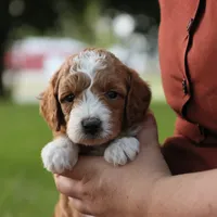 Kona, a male Miniature Goldendoodle for sale in Geneva, IN – Photo 2 of 4