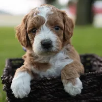 Kona, a male Miniature Goldendoodle for sale in Geneva, IN – Photo 1 of 4