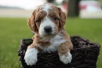 Kona, a male Miniature Goldendoodle for sale in Geneva, IN – Photo 1 of 4