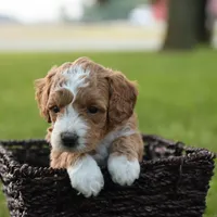 Kona, a male Miniature Goldendoodle for sale in Geneva, IN – Photo 3 of 4