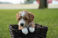 Kona, a male Miniature Goldendoodle for sale in Geneva, IN – Photo 3 of 4