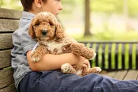 Barnaby, a male Miniature Goldendoodle for sale in Geneva, IN – 2 of 4
