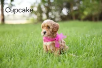 Cupcake, a female Goldendoodle for sale in Geneva, IN – 2 of 5
