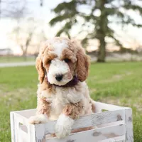 Spring, a female Goldendoodle for sale in Geneva, IN – Photo 4 of 6