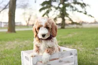 Spring, a female Goldendoodle for sale in Geneva, IN – Photo 4 of 6