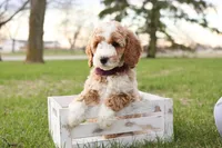 Spring, a female Goldendoodle for sale in Geneva, IN – Photo 5 of 6