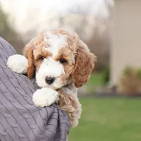 Spring, a female Goldendoodle for sale in Geneva, IN – Photo 2 of 6