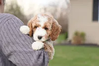 Spring, a female Goldendoodle for sale in Geneva, IN – Photo 2 of 6