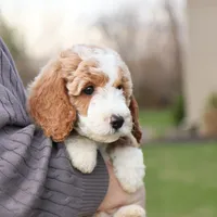 Spring, a female Goldendoodle for sale in Geneva, IN – Photo 6 of 6