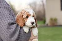 Spring, a female Goldendoodle for sale in Geneva, IN – Photo 6 of 6