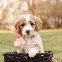 Spring, a female Goldendoodle for sale in Geneva, IN – Photo 1 of 6
