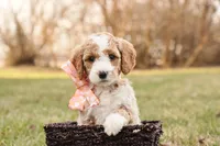 Spring, a female Goldendoodle for sale in Geneva, IN – Photo 1 of 6