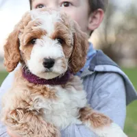 Spring, a female Goldendoodle for sale in Geneva, IN – Photo 3 of 6