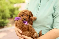 Birdie, a male Miniature Goldendoodle for sale in Geneva, IN – 3 of 4