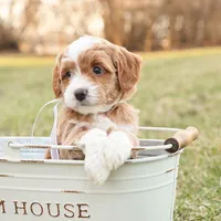 Willow, a female Goldendoodle for sale in Geneva, IN – Photo 3 of 9